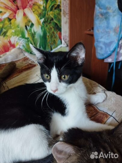 Котенок в добрые руки