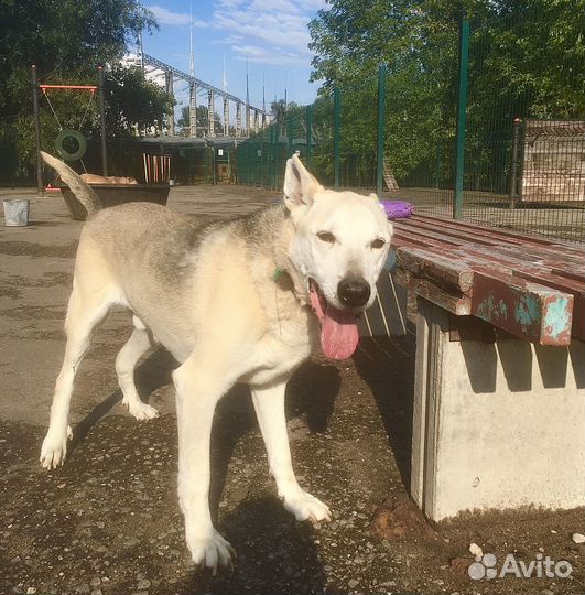 Антоша с изувеченной лапкой мыкается в приюте