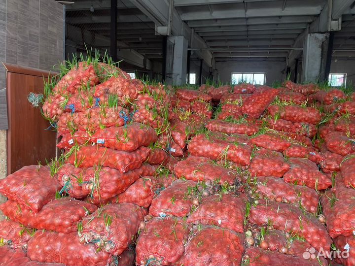 Лук репчатый оптом