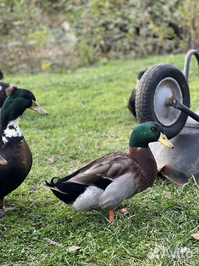 Утки башкирские