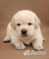 Щенок лабрадора