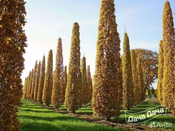 Саженцы кедровой сосны, саженцы хвойные