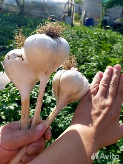 Рокамболь лук чеснок