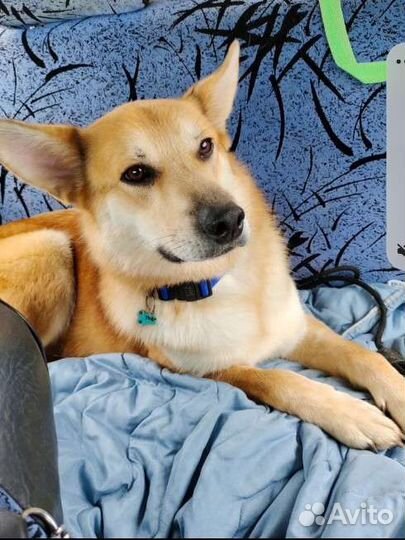 Собака бесплатно