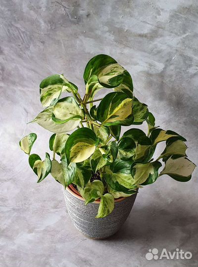 Эпипремнум Марбл Эппл (Хэппи Лиф)