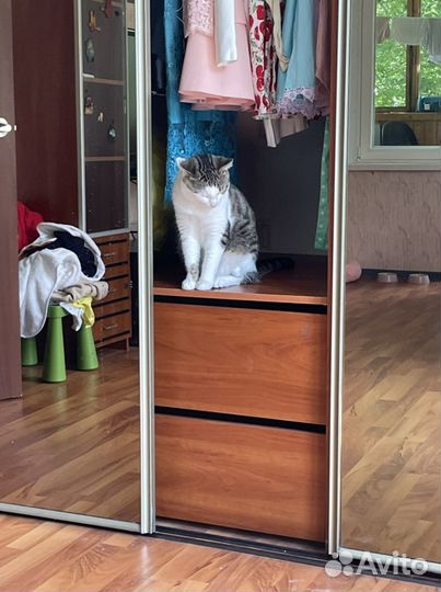 Передержка животных