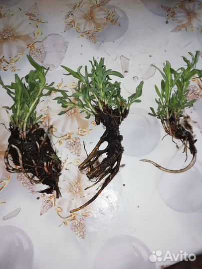 Рассада тархун (эстрагон )