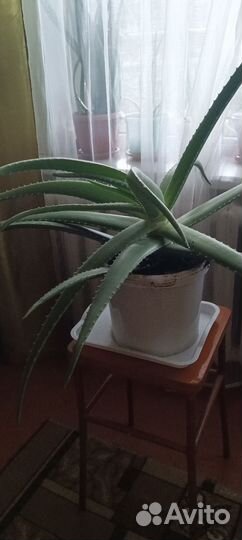 Алоэ вера растение