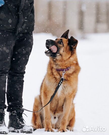 Алтай Метис овчарки в поиске семьи