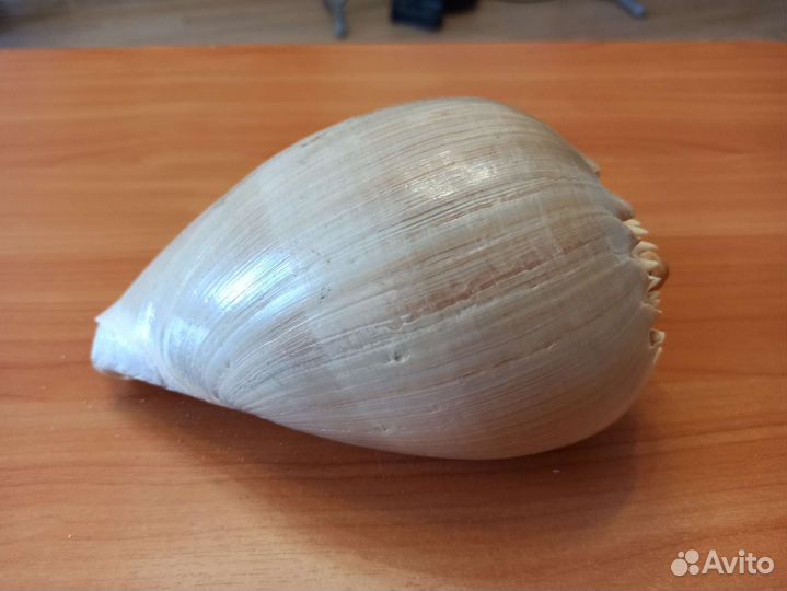 Морская раковина