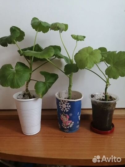 Комнатные растения