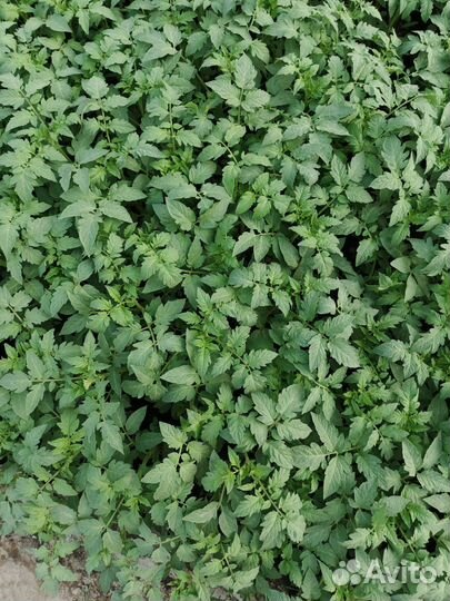 Рассада помидор, баклажаны