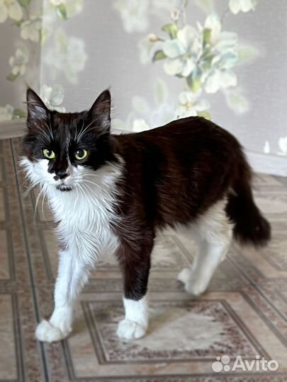 Молодой котик маркизного окраса в дар