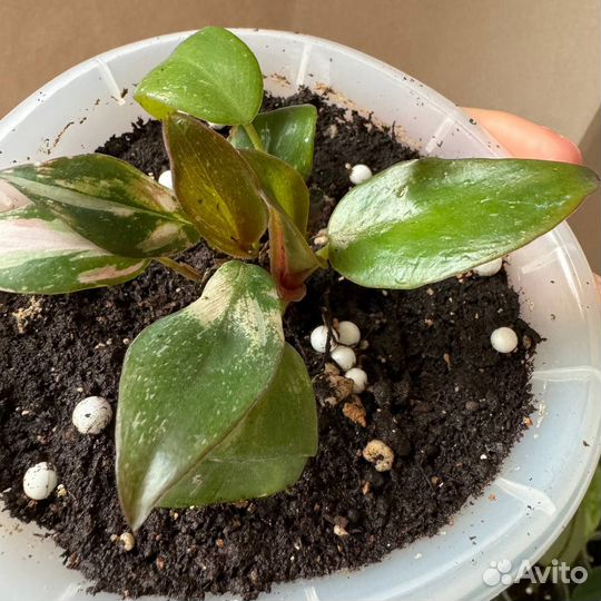 Филодендрон пинк принцесс