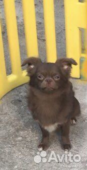 Чихуахуа шоколадики щенки