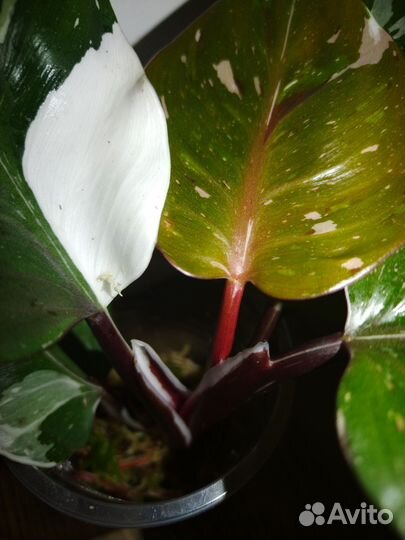 Филодендрон Ред Андерсон