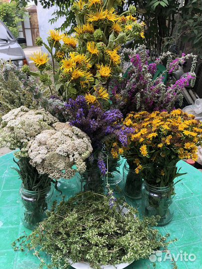 Лечебные травы Кубани