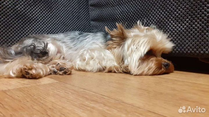 Йоркширский терьер вязка