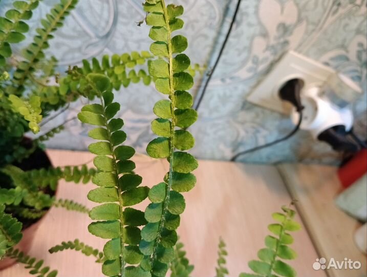 Папоротник нефролепис