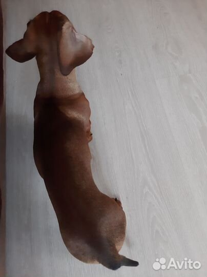 Дождевик для собак (такса)