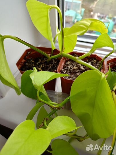 Сциндапсус неон