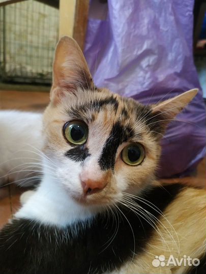 Ласковая трехцветная кошка