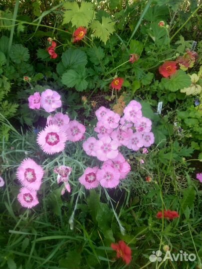 Почвопокровные многолетники : гвоздика-травянка