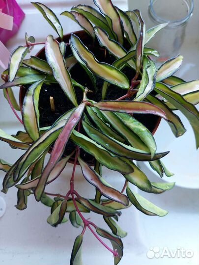 Хойи из личной коллекции