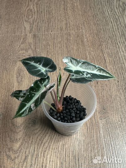 Алоказия бамбино пинк вариегатная