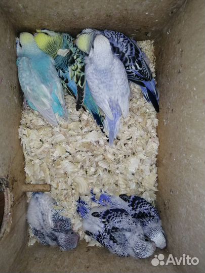 Попугай волнистый мальчик