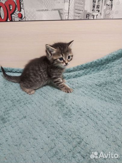 Котята мейн-кун метис