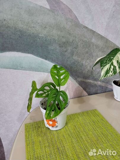 Монстера манки маск