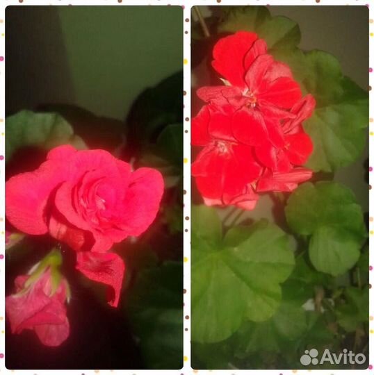 Пеларгония герань