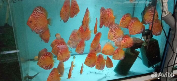 Дискусы подростки от разводчика