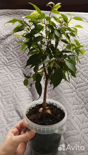 Фикус Бенджамина