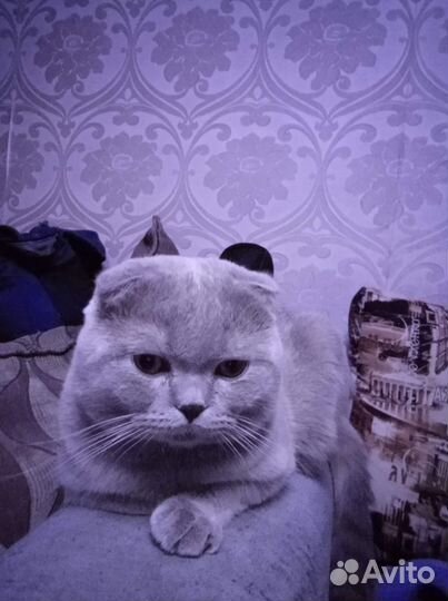 Шотландский кот вязка