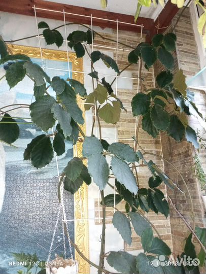 Тетрастигма вуанье