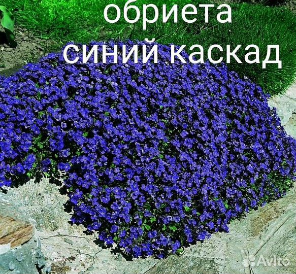 Обриета,ясколка, алиссум желтый