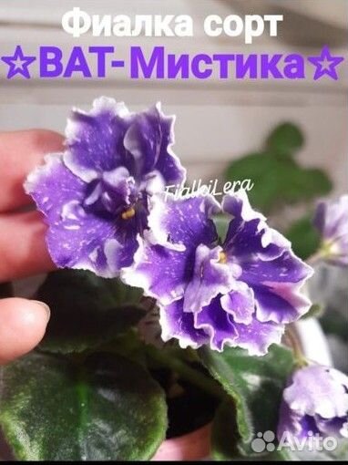 Фиалка, лист на срез