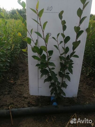 Кизильник двулетний опт