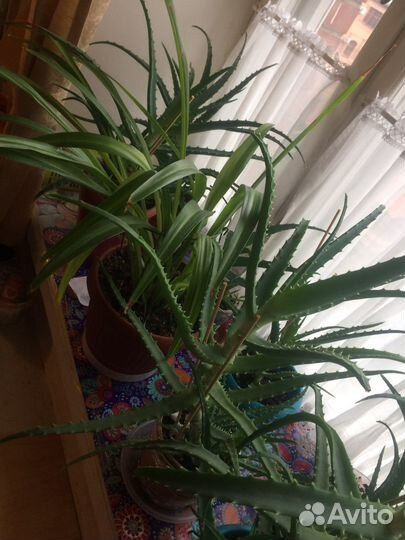 Алоэ лечебный