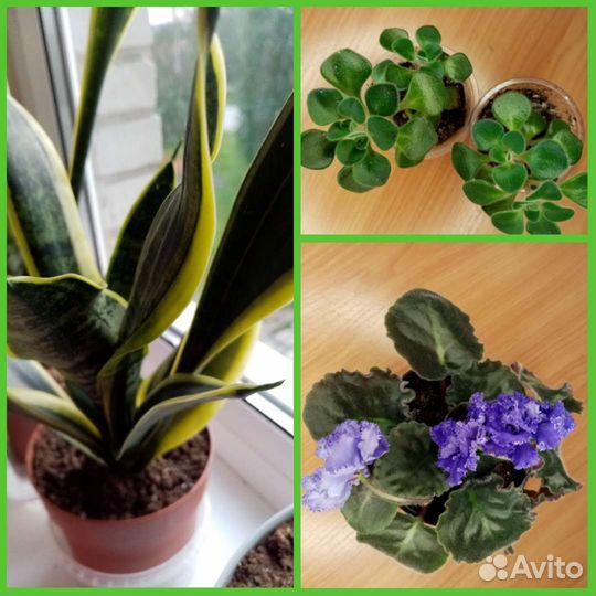 Комнатные цветы