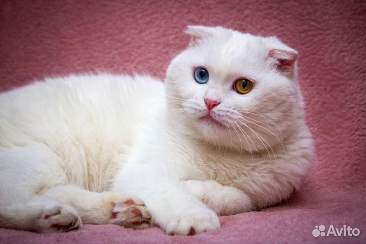 Кошечка ищет дом