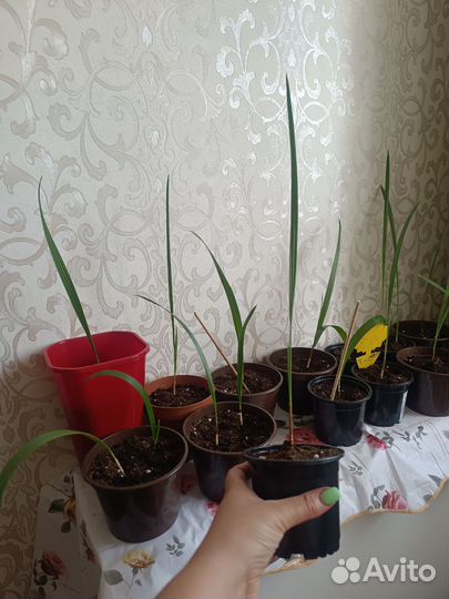 Финиковая пальма