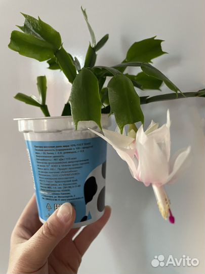 Цветок декабрист