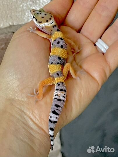 Эублефар геккон ящерица