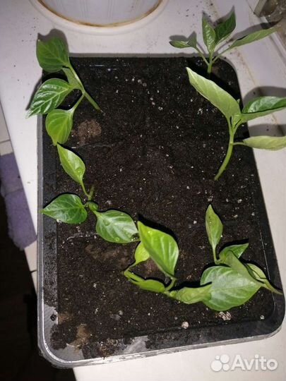 Перец болгарский рассада