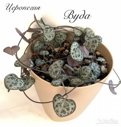 Церопегия Вуда