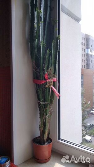 Цветок Молочай