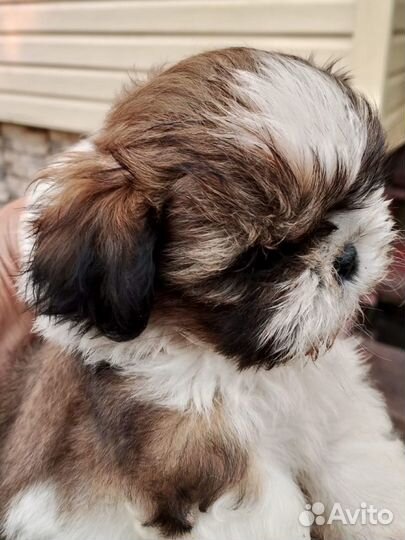 Щенок ши-тцу